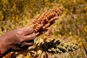 Ventajas de consumir granos integrales