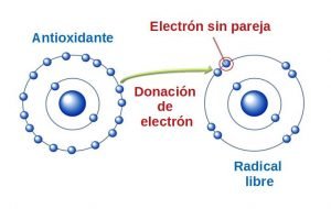 Radicales libres y antioxidantes
