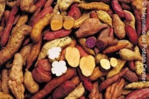 Alimento sano cuerpo sano
