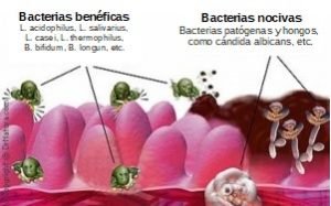 como curar el intestino permeable